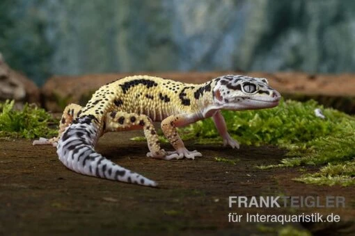 Leopardgecko, Eublepharis Macularius, LEMON FROST MACK SNOW -Aquatlantis Verkauf Leopardgecko Eublepharis macularius Lemon Frost Mack Snow 13