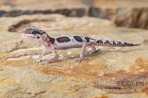 Leopardgecko, Eublepharis Macularius, MACK SNOW -Aquatlantis Verkauf Leopardgecko Eublepharis macularius Mack Snow 14