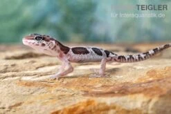 Leopardgecko, Eublepharis Macularius, MACK SNOW -Aquatlantis Verkauf Leopardgecko Eublepharis macularius Mack Snow 2