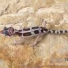 Leopardgecko, Eublepharis Macularius, MACK SNOW -Aquatlantis Verkauf Leopardgecko Eublepharis macularius Mack Snow 5