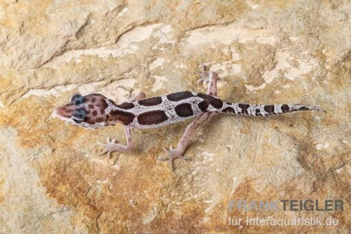 Leopardgecko, Eublepharis Macularius, MACK SNOW -Aquatlantis Verkauf Leopardgecko Eublepharis macularius Mack Snow 5