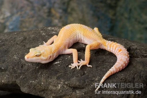 Leopardgecko, Eublepharis Macularius, SUNGLOW -Aquatlantis Verkauf Leopardgecko Eublepharis macularius Sunglow 1