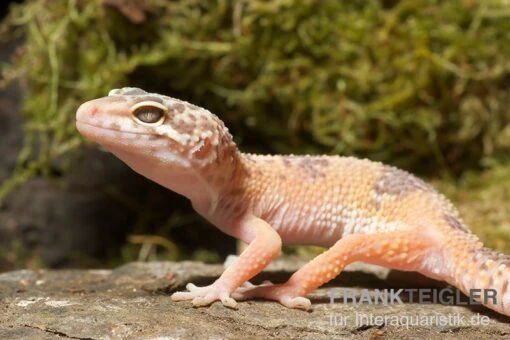 Leopardgecko, Eublepharis Macularius, SUNGLOW -Aquatlantis Verkauf Leopardgecko Eublepharis macularius Sunglow2