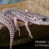 Leopardgecko, Eublepharis Macularius, SUPER MACK SNOW -Aquatlantis Verkauf Leopardgecko Eublepharis macularius Super Mack Snow 16