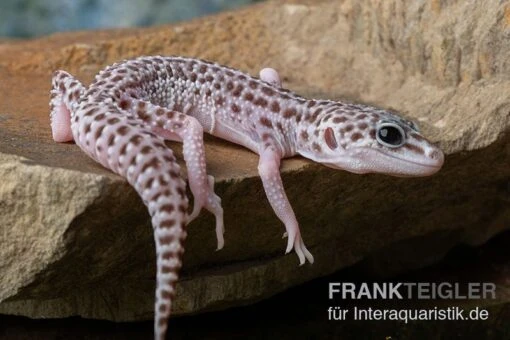 Leopardgecko, Eublepharis Macularius, SUPER MACK SNOW -Aquatlantis Verkauf Leopardgecko Eublepharis macularius Super Mack Snow 16