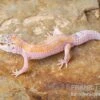 Leopardgecko, Eublepharis Macularius, WHITE & YELLOW -Aquatlantis Verkauf Leopardgecko Eublepharis macularius White and Yellow 7