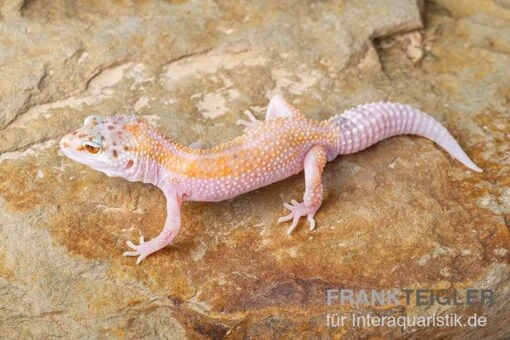 Leopardgecko, Eublepharis Macularius, WHITE & YELLOW -Aquatlantis Verkauf Leopardgecko Eublepharis macularius White and Yellow 7