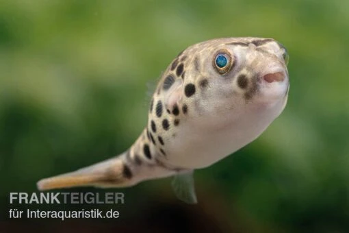 Leopardkugelfisch, Tetraodon Schoutedeni -Aquatlantis Verkauf Leopardkugelfisch Tetraodon schoutedeni 1