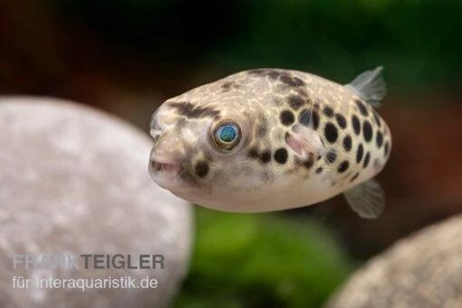 Leopardkugelfisch, Tetraodon Schoutedeni -Aquatlantis Verkauf Leopardkugelfisch Tetraodon schoutedeni 2