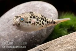 Leopardkugelfisch, Tetraodon Schoutedeni -Aquatlantis Verkauf Leopardkugelfisch Tetraodon schoutedeni 3