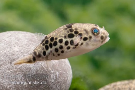 Leopardkugelfisch, Tetraodon Schoutedeni -Aquatlantis Verkauf Leopardkugelfisch Tetraodon schoutedeni 4