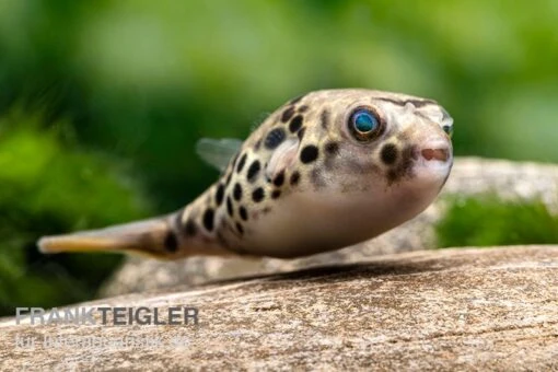 Leopardkugelfisch, Tetraodon Schoutedeni -Aquatlantis Verkauf Leopardkugelfisch Tetraodon schoutedeni 5