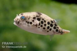 Leopardkugelfisch, Tetraodon Schoutedeni -Aquatlantis Verkauf Leopardkugelfisch Tetraodon schoutedeni 6