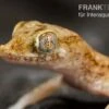 Lichtensteins Dünnfingergecko, Stenodactylus Sthenodactylus -Aquatlantis Verkauf Lichtensteins Duennfingergecko Stenodactylus sthenodactylus 1