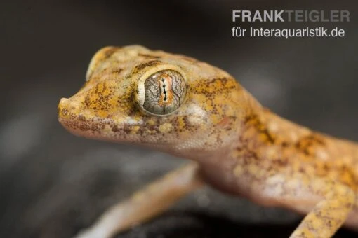 Lichtensteins Dünnfingergecko, Stenodactylus Sthenodactylus -Aquatlantis Verkauf Lichtensteins Duennfingergecko Stenodactylus sthenodactylus 1