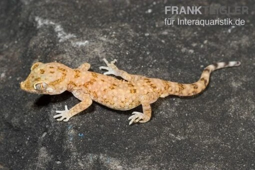 Lichtensteins Dünnfingergecko, Stenodactylus Sthenodactylus -Aquatlantis Verkauf Lichtensteins Duennfingergecko Stenodactylus sthenodactylus 2