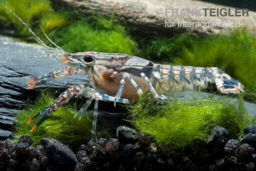 Maikäferkrebs, Procambarus Spiculifer -Aquatlantis Verkauf Maikaeferkrebs Procambarus spiculifer 1