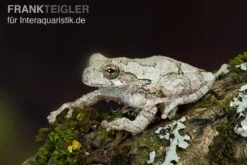 Marmorierter Laubfrosch, Hyla Marmorata -Aquatlantis Verkauf Marmorierter Laubfrosch Hyla marmorata 3