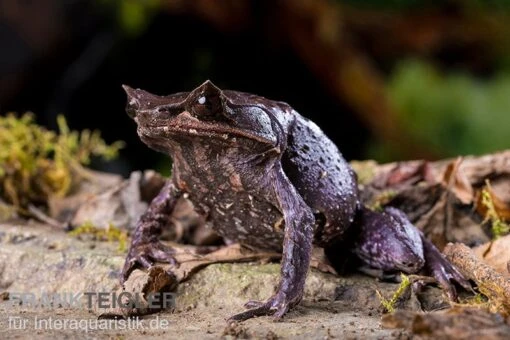 Java Zipfelfrosch, Megophrys Montana -Aquatlantis Verkauf Megophrys montana 5