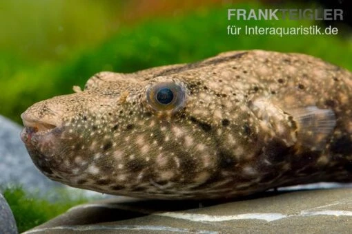 Mekong-Kofferkugelfisch, Tetraodon Suvattii -Aquatlantis Verkauf Mekong Kofferkugelfisch Tetraodon suvattii 1