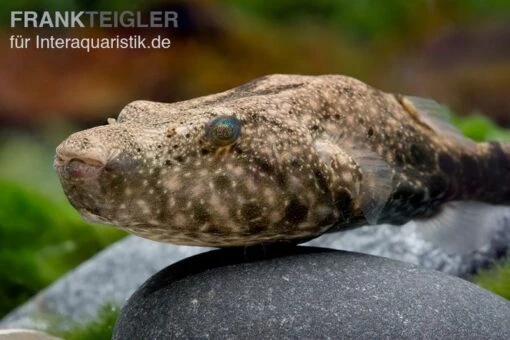 Mekong-Kofferkugelfisch, Tetraodon Suvattii -Aquatlantis Verkauf Mekong Kofferkugelfisch Tetraodon suvattii 2