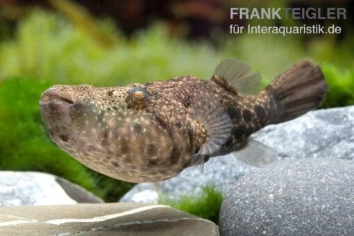 Mekong-Kofferkugelfisch, Tetraodon Suvattii -Aquatlantis Verkauf Mekong Kofferkugelfisch Tetraodon suvattii 4