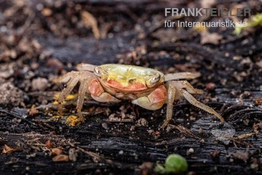 Smaragdkrabbe, Metasesarma Spec. "Green Emerald" (Emerald Crab) -Aquatlantis Verkauf Metasesarma spec Green Emerald 1