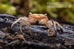 Smaragdkrabbe, Metasesarma Spec. "Green Emerald" (Emerald Crab) -Aquatlantis Verkauf Metasesarma spec Green Emerald 2