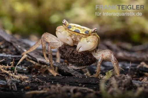 Smaragdkrabbe, Metasesarma Spec. "Green Emerald" (Emerald Crab) -Aquatlantis Verkauf Metasesarma spec Green Emerald 3