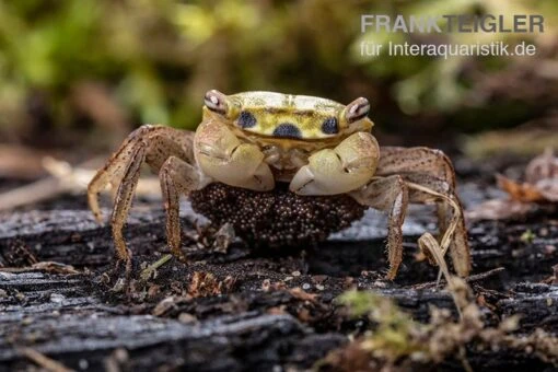 Smaragdkrabbe, Metasesarma Spec. "Green Emerald" (Emerald Crab) -Aquatlantis Verkauf Metasesarma spec Green Emerald 4