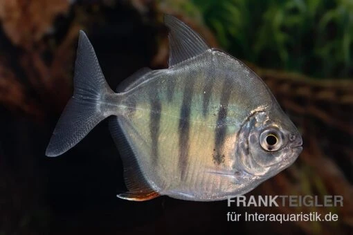 Gestreifter Scheibensalmler, Metynnis Fasciatus -Aquatlantis Verkauf Metynnis hypsauchen fasciatus 25