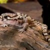 Mittelamerikanischer Krallengecko, Coleonyx Mitratus -Aquatlantis Verkauf Mittelamerikanischer Krallengecko Coleonyx mitratus 1