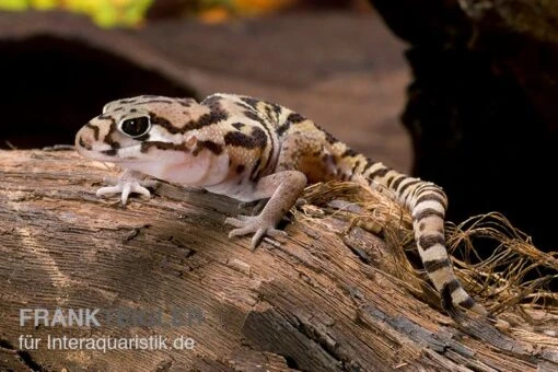 Mittelamerikanischer Krallengecko, Coleonyx Mitratus -Aquatlantis Verkauf Mittelamerikanischer Krallengecko Coleonyx mitratus 1