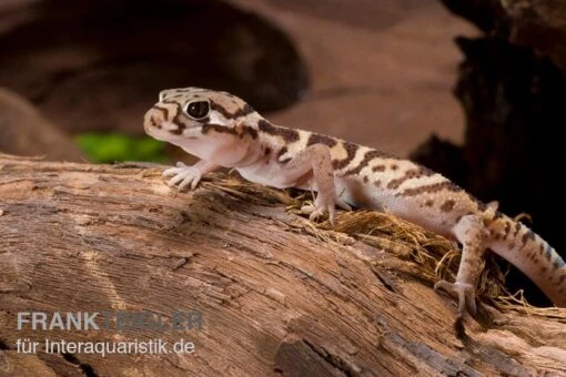 Mittelamerikanischer Krallengecko, Coleonyx Mitratus -Aquatlantis Verkauf Mittelamerikanischer Krallengecko Coleonyx mitratus 2