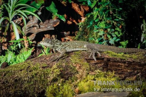 Molukkensegelechse, Hydrosaurus Weberi -Aquatlantis Verkauf Molukkensegelechse Hydrosaurus weberi neu