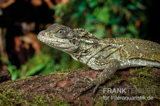 Molukkensegelechse, Hydrosaurus Weberi -Aquatlantis Verkauf Molukkensegelechse Hydrosaurus weberi1