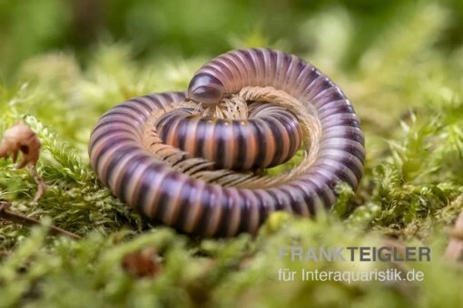 Mrs. Lila-Tausendfüßer, Aulacobolus Sp. „Mrs. Lila“ -Aquatlantis Verkauf Mrs Lila Tausendfuesser Aulacobolus sp Mrs Lila 1