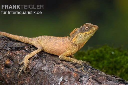 Nackenstachler, Acanthosaura Capra -Aquatlantis Verkauf Nackenstachler Acanthosaura capra 1