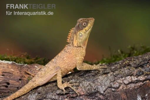 Nackenstachler, Acanthosaura Capra -Aquatlantis Verkauf Nackenstachler Acanthosaura capra 2