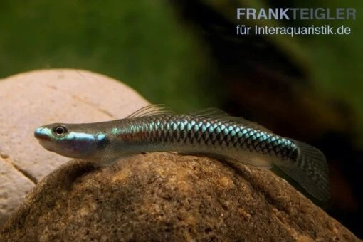 Neongrundel, Stiphodon Semoni, 1 Paar -Aquatlantis Verkauf Neongrundel Stiphodon semoni 1