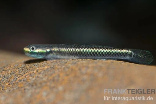 Neongrundel, Stiphodon Semoni, 1 Paar -Aquatlantis Verkauf Neongrundel Stiphodon semoni 2