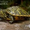 Nördliche Rotbauch-Schildkröte, Pseudemys Rubriventris -Aquatlantis Verkauf Noerdliche Rotbauch Schildkroete Pseudemys rubriventris 1