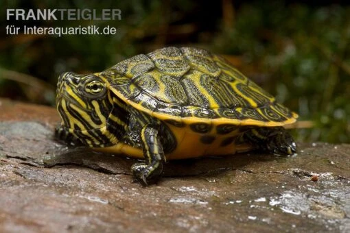 Nördliche Rotbauch-Schildkröte, Pseudemys Rubriventris -Aquatlantis Verkauf Noerdliche Rotbauch Schildkroete Pseudemys rubriventris 1