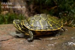 Nördliche Rotbauch-Schildkröte, Pseudemys Rubriventris -Aquatlantis Verkauf Noerdliche Rotbauch Schildkroete Pseudemys rubriventris 2