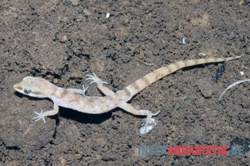 Nördlicher Sandgecko, Tropiocolotes Tripolitanus -Aquatlantis Verkauf Noerdlicher Sandgecko Tropiocolotes tripolitanus 1