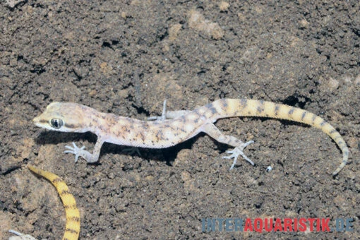 Nördlicher Sandgecko, Tropiocolotes Tripolitanus -Aquatlantis Verkauf Noerdlicher Sandgecko Tropiocolotes tripolitanus 2