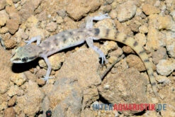 Nördlicher Sandgecko, Tropiocolotes Tripolitanus -Aquatlantis Verkauf Noerdlicher Sandgecko Tropiocolotes tripolitanus 3