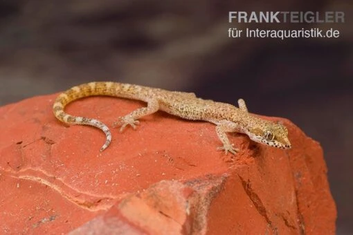 Nördlicher Sandgecko, Tropiocolotes Tripolitanus -Aquatlantis Verkauf Noerdlicher Sandgecko Tropiocolotes tripolitanus