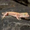 Nordafrikanischer Dünnfingergecko, Stenodactylus Petrii -Aquatlantis Verkauf Nordafrikanischer Duennfingergecko Stenodactylus petrii 1