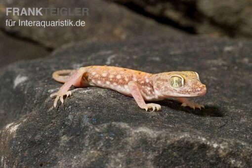 Nordafrikanischer Dünnfingergecko, Stenodactylus Petrii -Aquatlantis Verkauf Nordafrikanischer Duennfingergecko Stenodactylus petrii 1